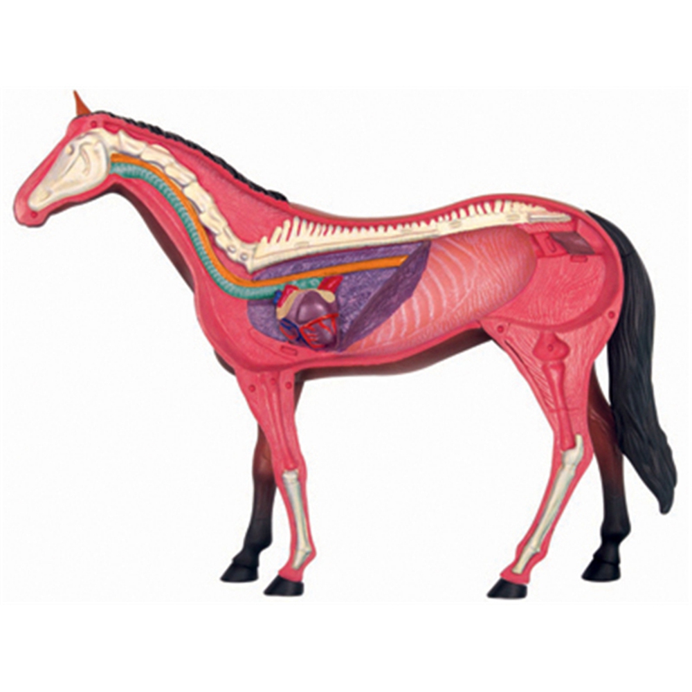 Animal Organ Anatomy Model 4D  - Science Toys 리뷰 및 가격