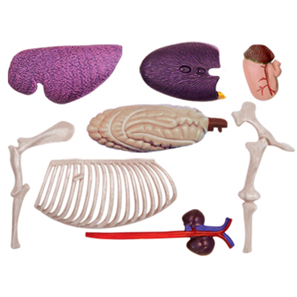 Animal Organ Anatomy Model 4D  - Science Toys 리뷰 및 가격
